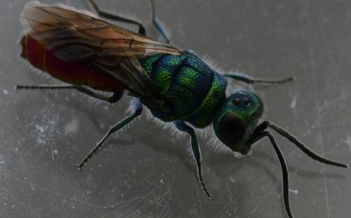 Réf. 240 734 : Chrysis sp.